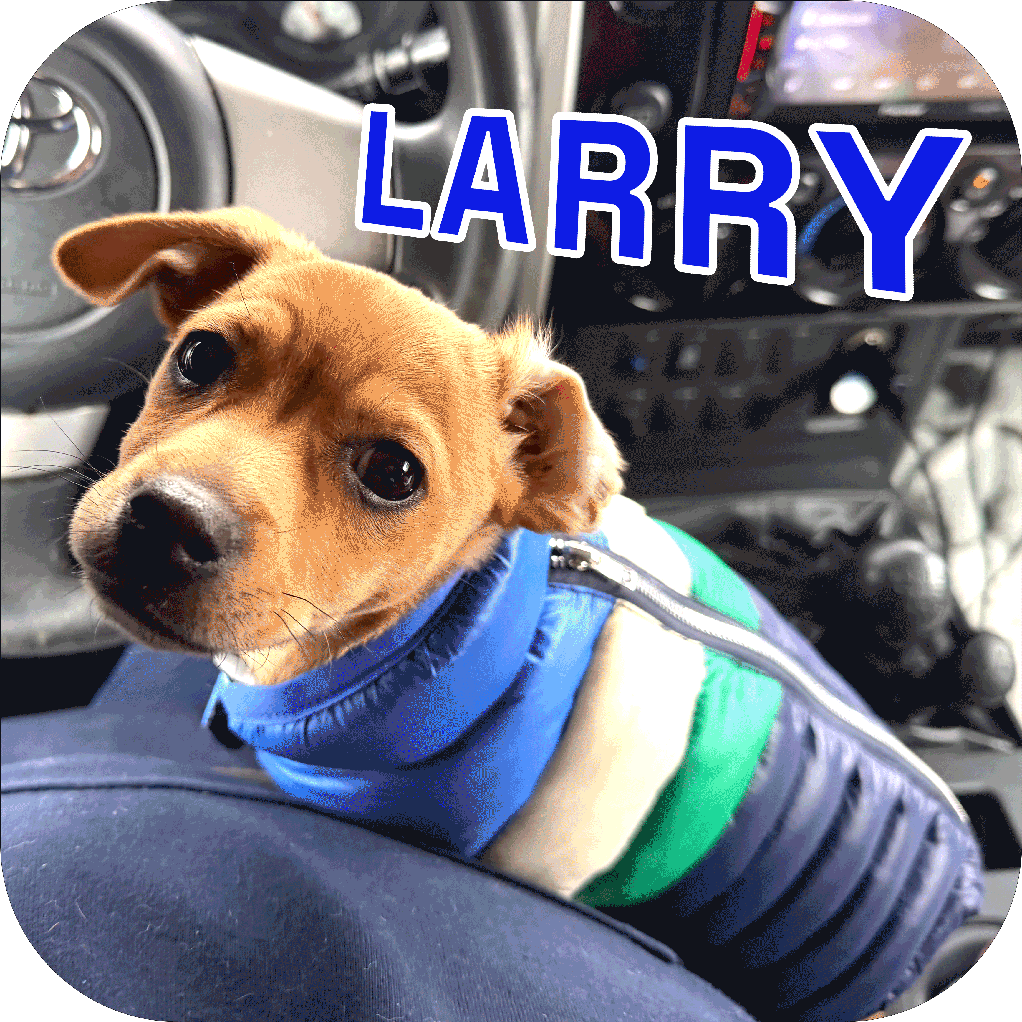 Larry the puppy